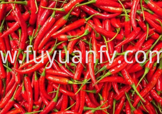 Chaotian Chili 3